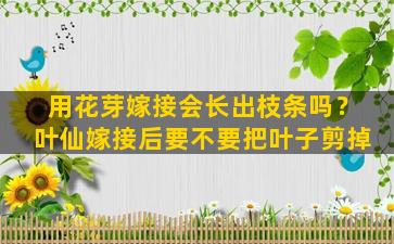 用花芽嫁接会长出枝条吗？叶仙嫁接后要不要把叶子剪掉