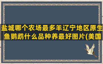 盐城哪个农场最多羊辽宁地区原生鱼鹦鹉什么品种养最好图片(美国哪个州农场最多)