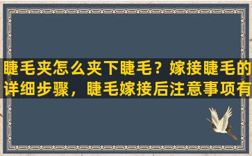 睫毛夹怎么夹下睫毛？嫁接睫毛的详细步骤，睫毛嫁接后注意事项有哪些