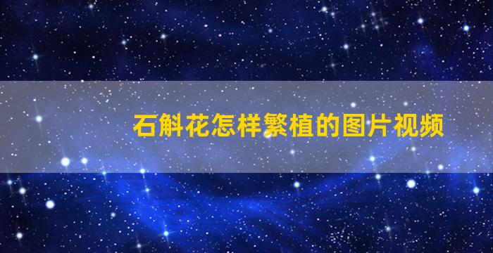 石斛花怎样繁植的图片视频