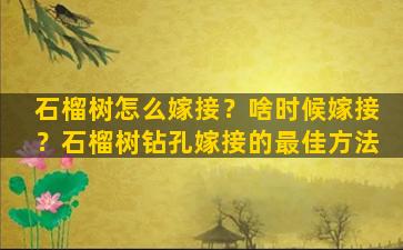 石榴树怎么嫁接？啥时候嫁接？石榴树钻孔嫁接的最佳方法