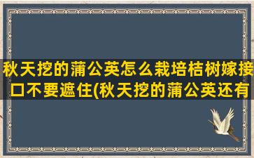 秋天挖的蒲公英怎么栽培桔树嫁接口不要遮住(秋天挖的蒲公英还有药效吗)