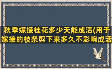 秋季嫁接桂花多少天能成活(用于嫁接的枝条剪下来多久不影响成活率)