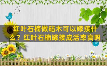 红叶石楠做砧木可以嫁接什么？红叶石楠嫁接成活率高吗