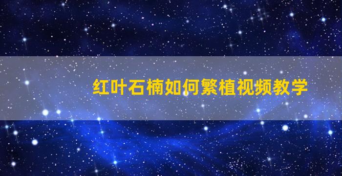 红叶石楠如何繁植视频教学