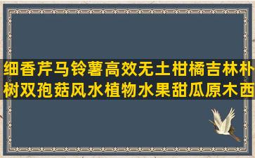 细香芹马铃薯高效无土柑橘吉林朴树双孢菇风水植物水果甜瓜原木西红柿健康琵琶树屯溪绿茶怎样栽培椴木