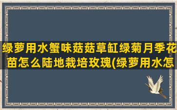 绿萝用水蟹味菇菇草缸绿菊月季花苗怎么陆地栽培玫瑰(绿萝用水怎么养)