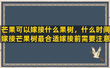 芒果可以嫁接什么果树，什么时间嫁接芒果树最合适嫁接前需要注意什么能够增加成活率