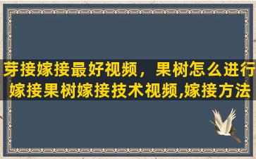 芽接嫁接最好视频，果树怎么进行嫁接果树嫁接技术视频,嫁接方法图解