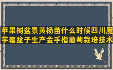 苹果树盆景黄杨苗什么时候四川魔芋覆盆子生产金手指葡萄栽培技术视频(苹果树盆景修剪视频)