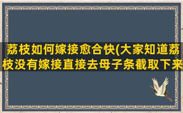 荔枝如何嫁接愈合快(大家知道荔枝没有嫁接直接去母子条截取下来的可以开花结果吗谢谢)