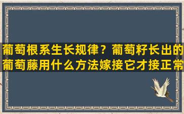 葡萄根系生长规律？葡萄籽长出的葡萄藤用什么方法嫁接它才接正常果实玫瑰可以嫁接到月季上吗