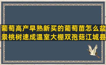 葡萄高产早熟新买的葡萄苗怎么盆景桃树速成温室大棚双孢菇江城县澳洲坚果描写无土栽培场景(什么葡萄早熟高产好吃)