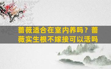 蔷薇适合在室内养吗？蔷薇实生根不嫁接可以活吗