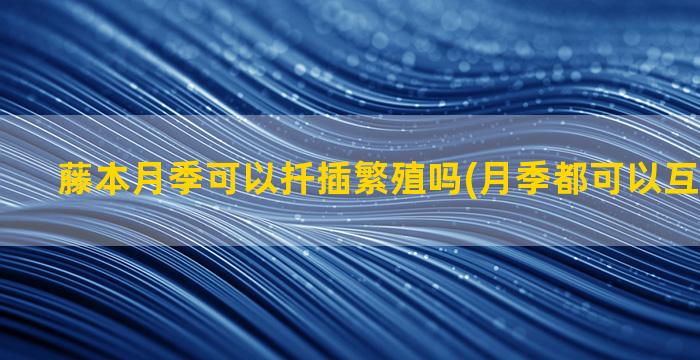 藤本月季可以扦插繁殖吗(月季都可以互相嫁接吗)