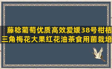 藤稔葡萄优质高效爱媛38号柑桔三角梅花大果红花油茶食用菌栽培户最高收入