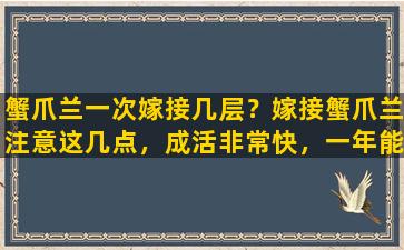 蟹爪兰一次嫁接几层？嫁接蟹爪兰注意这几点，成活非常快，一年能就能长满叶