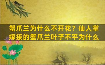 蟹爪兰为什么不开花？仙人掌嫁接的蟹爪兰叶子不平为什么