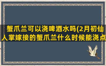 蟹爪兰可以浇啤酒水吗(2月初仙人掌嫁接的蟹爪兰什么时候能浇点水)