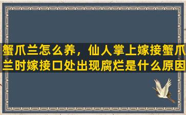 蟹爪兰怎么养，仙人掌上嫁接蟹爪兰时嫁接口处出现腐烂是什么原因