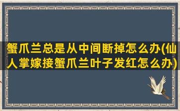 蟹爪兰总是从中间断掉怎么办(仙人掌嫁接蟹爪兰叶子发红怎么办)