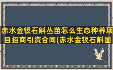 赤水金钗石斛丛苗怎么生态种养项目招商引资合同(赤水金钗石斛图片)