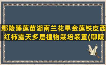 鄢陵睡莲苗湖南兰花旱金莲铁皮西红柿露天多层植物栽培装置(鄢陵睡莲苗供应商)