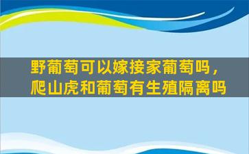 野葡萄可以嫁接家葡萄吗，爬山虎和葡萄有生殖隔离吗