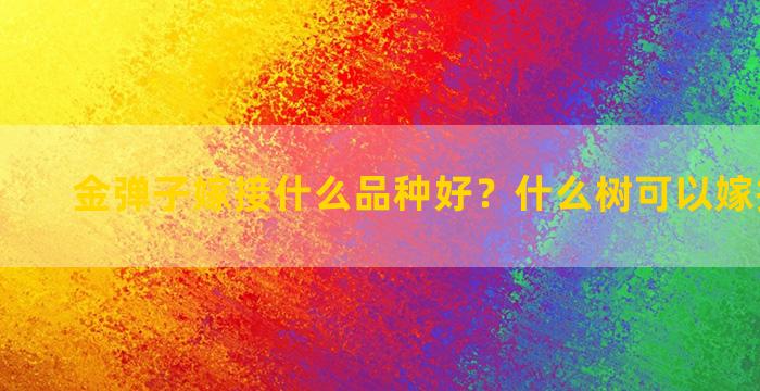 金弹子嫁接什么品种好？什么树可以嫁接金弹子