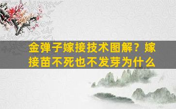 金弹子嫁接技术图解？嫁接苗不死也不发芽为什么