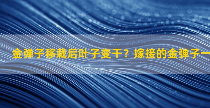 金弹子移栽后叶子变干？嫁接的金弹子一定会结果吗