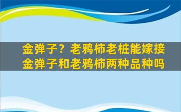 金弹子？老鸦柿老桩能嫁接金弹子和老鸦柿两种品种吗