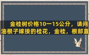 金桂树价格10一15公分，请问油根子嫁接的桂花，金桂，根部直径8CM，高1.8米，能值多少钱