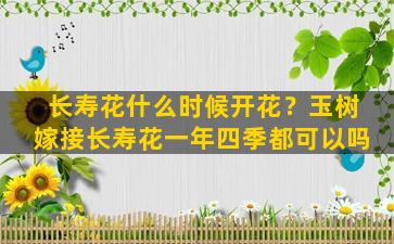 长寿花什么时候开花？玉树嫁接长寿花一年四季都可以吗