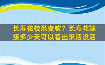 长寿花枝条变软？长寿花嫁接多少天可以看出来活没活