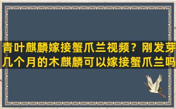 青叶麒麟嫁接蟹爪兰视频？刚发芽几个月的木麒麟可以嫁接蟹爪兰吗