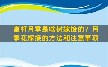 高杆月季是啥树嫁接的？月季花嫁接的方法和注意事项