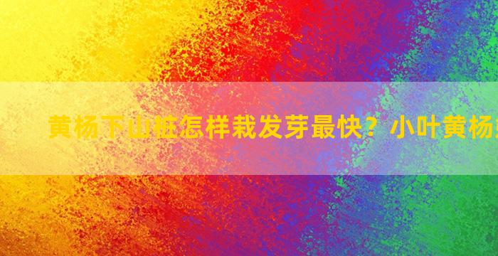 黄杨下山桩怎样栽发芽最快？小叶黄杨嫁接方法