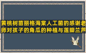 黄桃树苗丽格海棠人工菌的感谢老师对孩子的角瓜的种植与莲瓣兰芦笋的栽培与种植技术(黄桃树苗什么品种好)