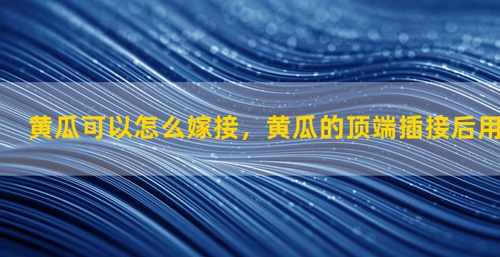 黄瓜可以怎么嫁接，黄瓜的顶端插接后用不用嫁接夹