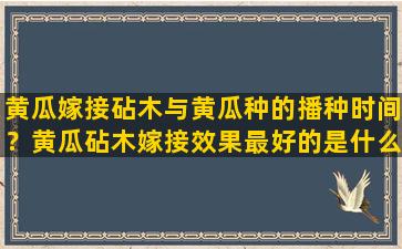 黄瓜嫁接砧木与黄瓜种的播种时间？黄瓜砧木嫁接效果最好的是什么品种呢